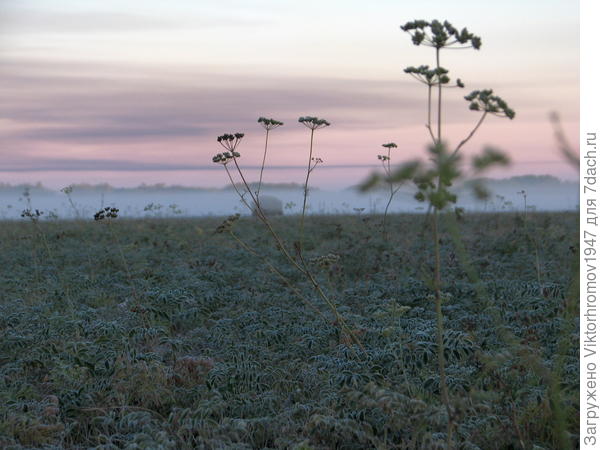 "Синий туман..."