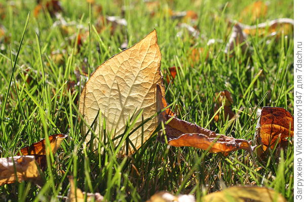 Могущество Осени...