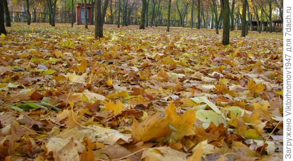 Осеннее покрывало...