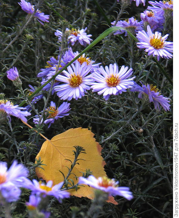 Утро в Октябре