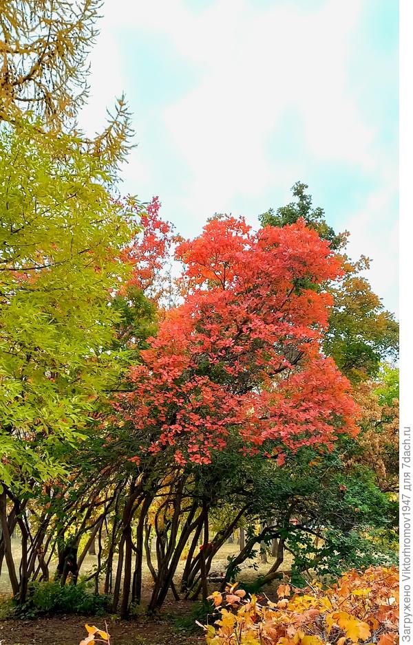 Скумпия и Осенью решила выделиться!