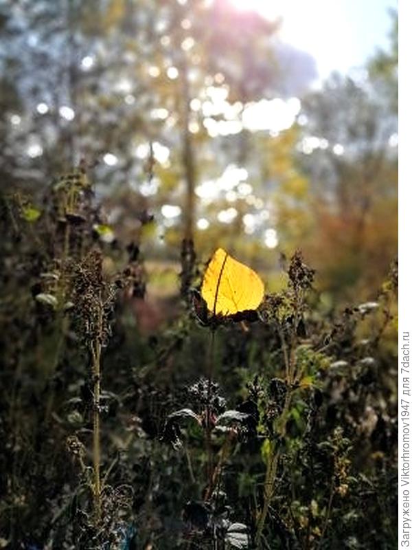 Морозное утро...