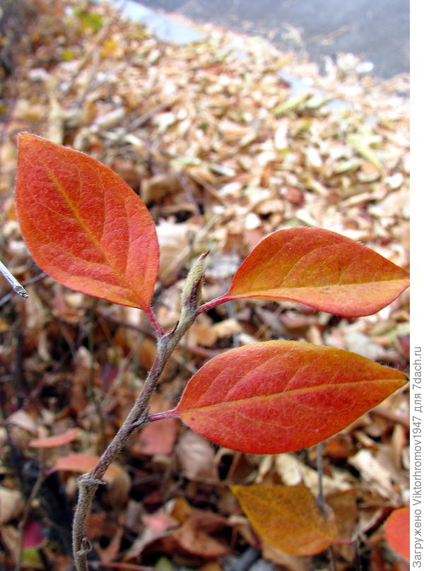 Веточка Скумпиии...