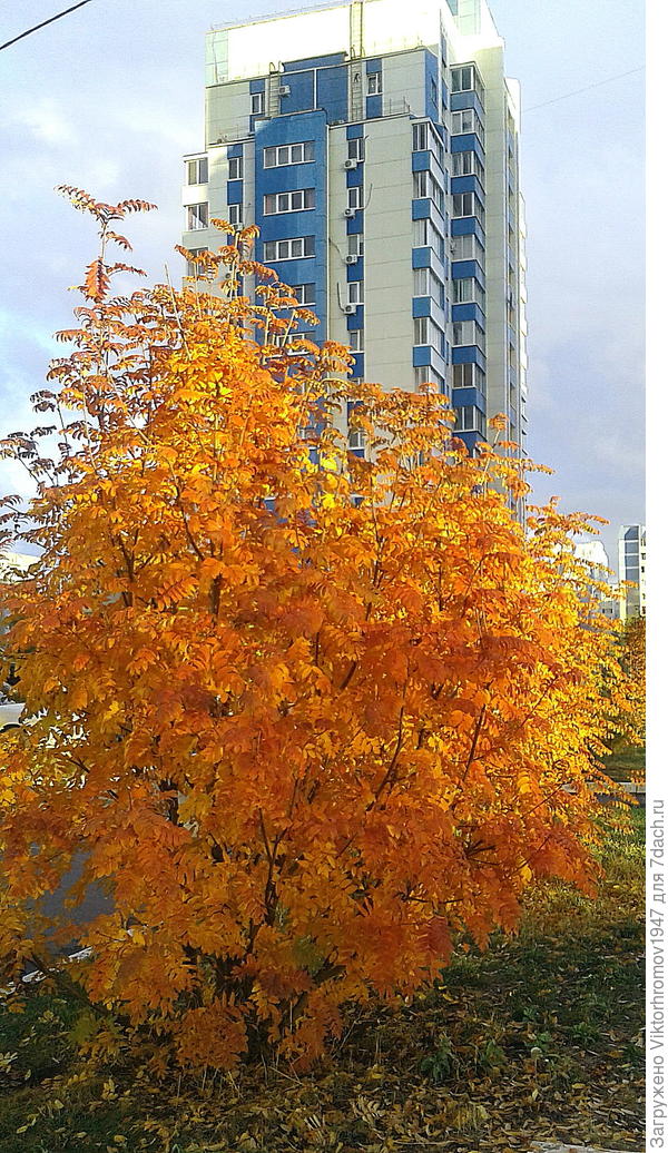 Осеннее украшение нашего двора...