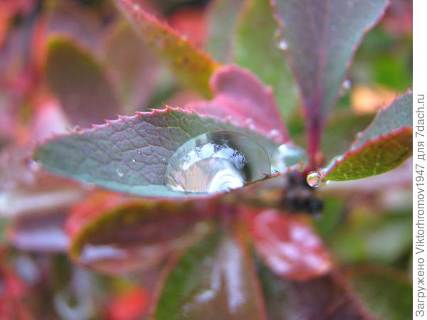 ледяные"слёзы"