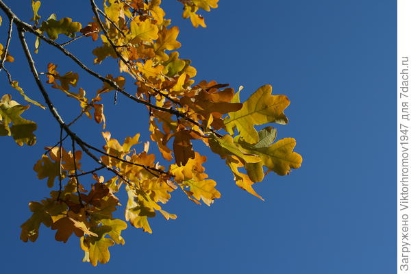 И Дуб готовится к Зиме...