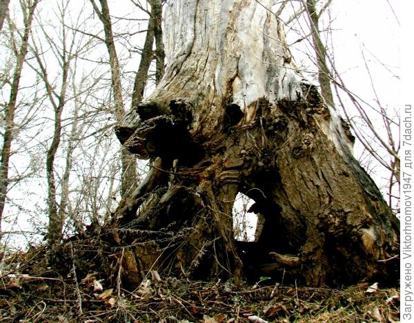 Но подойдёшь ближе,они могут одарить уймой отличных Опят...