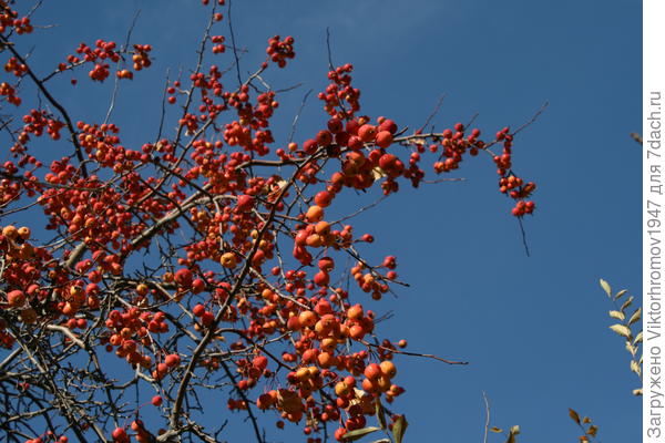 после первого морозца...