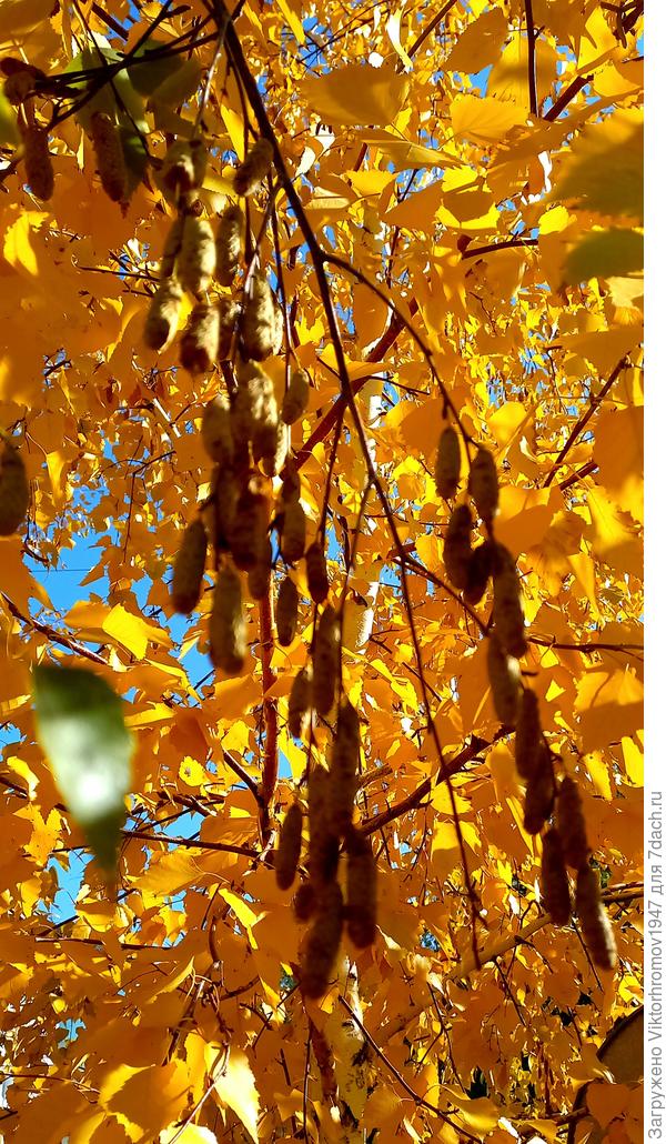 По прогнозу Зима должна быть тёплой