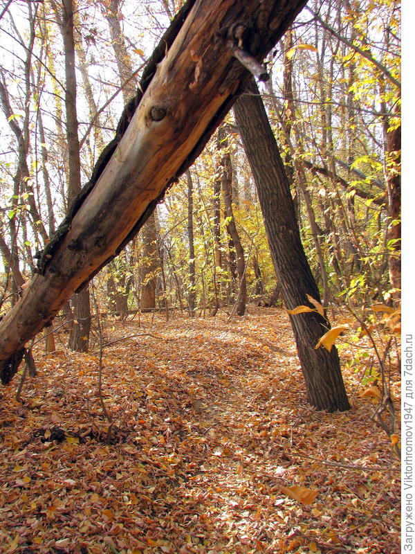 Тропинка грибников (немного опасная)