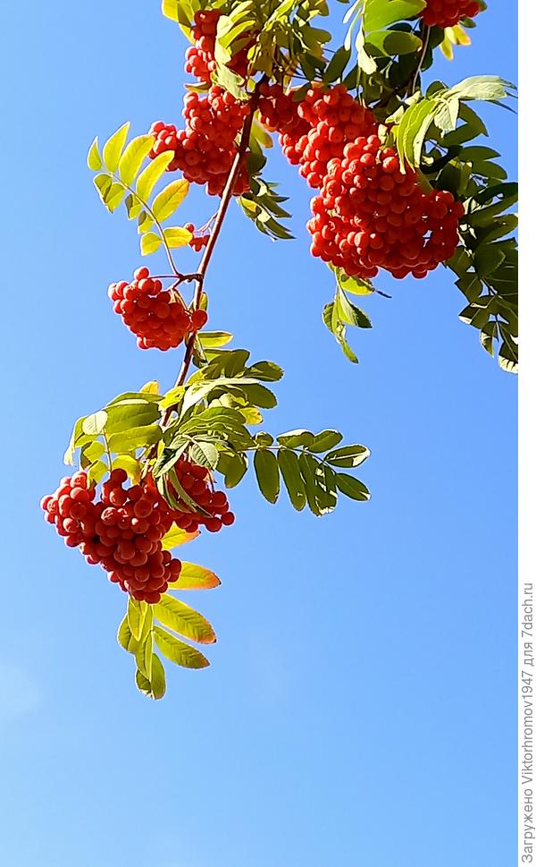 Осенний контраст...