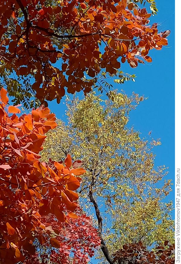 Каждое дерево "хвалится" своим цветом