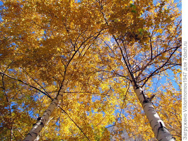 Берёзки встречают Осень...