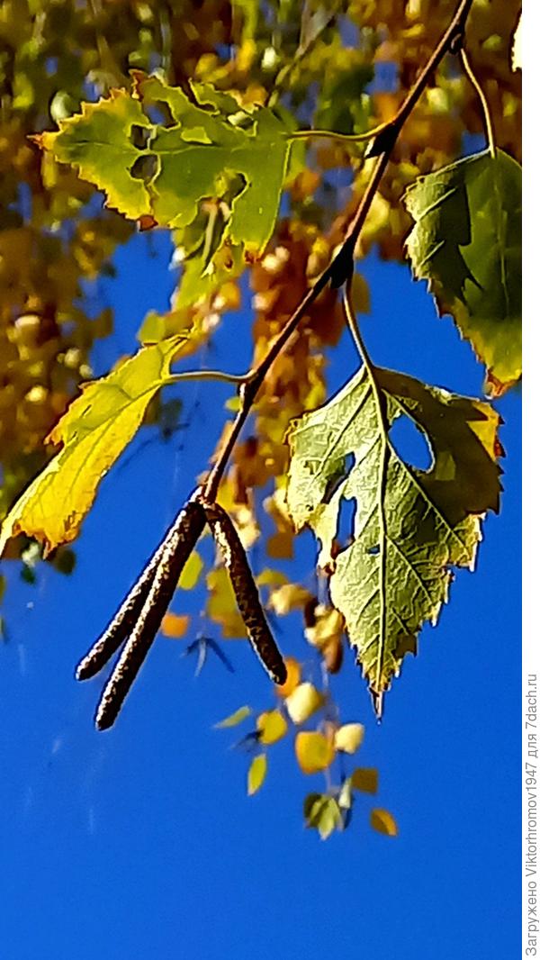 Знойное лето пережили...