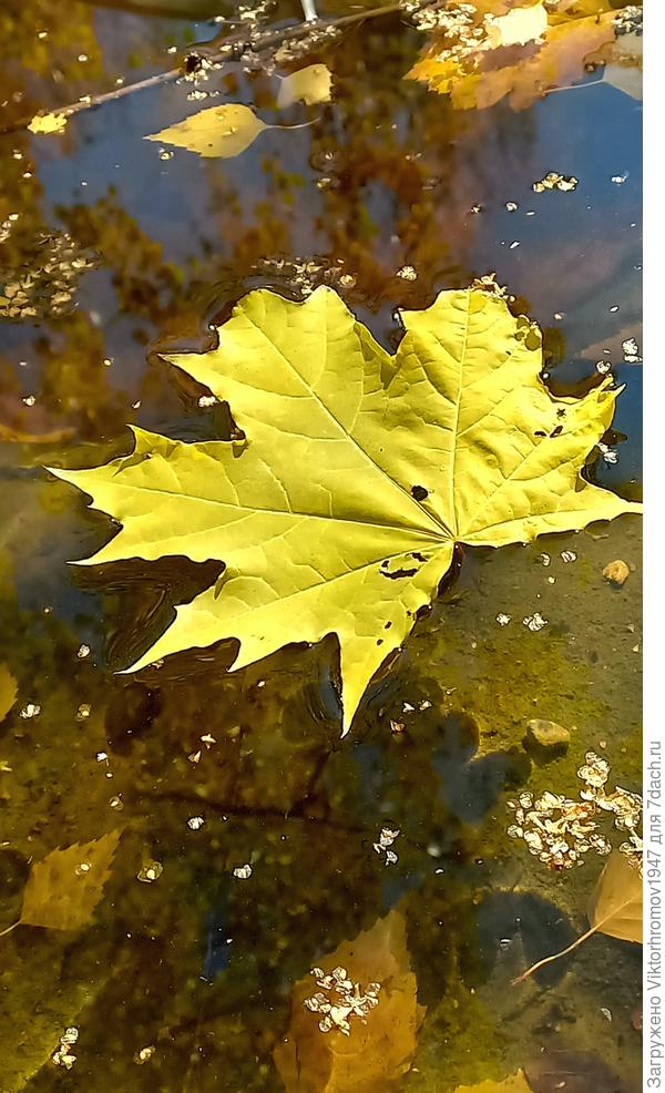 Маленький прудик