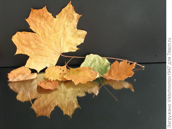 Осенний листопад