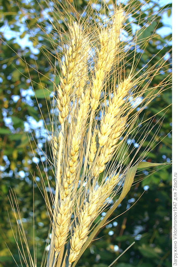 Золотой колос Оренбуржья...