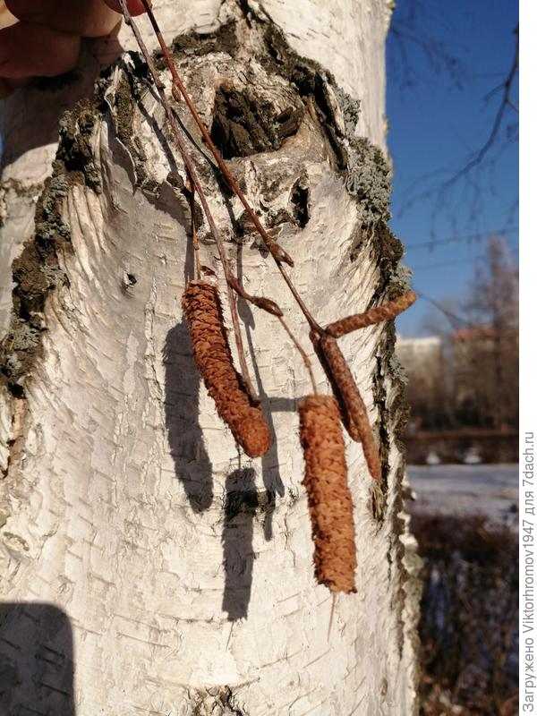 Берёзка к Зиме готова...