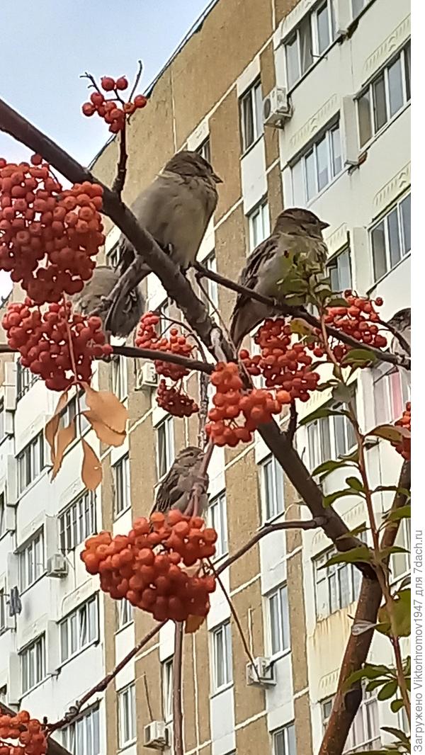 Воробышки захватывают себе зимние территории...