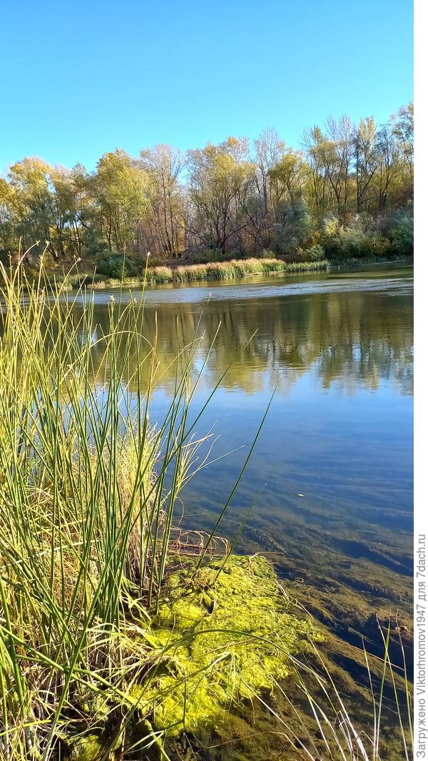 Травой зарос