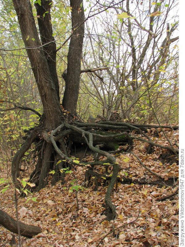 Почти дерево "Спрут"