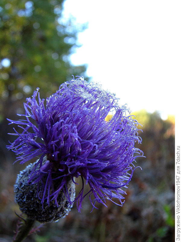 Первый морозец...