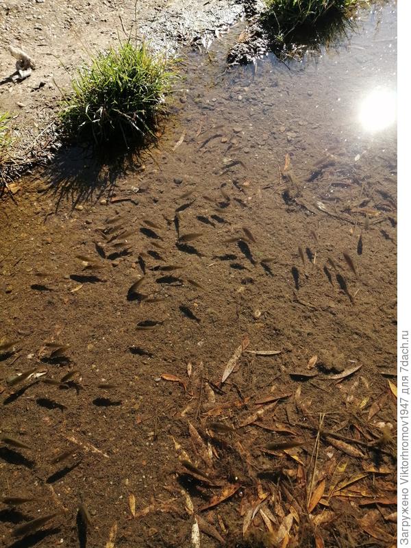 мальки рыбок собираются в стайки и держатся ближе к берегу где вода теплее...