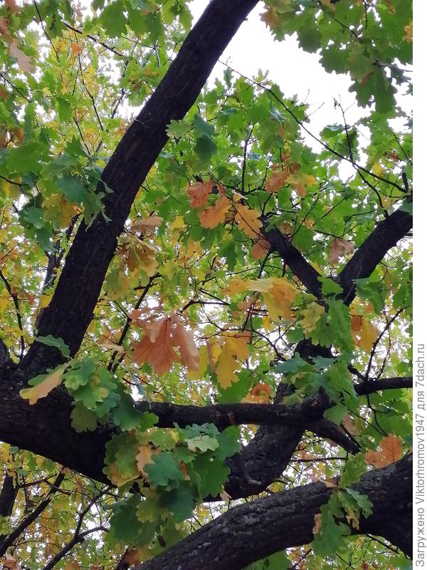 Молодой дубок скромненько но тоже готовится к строгой зиме...