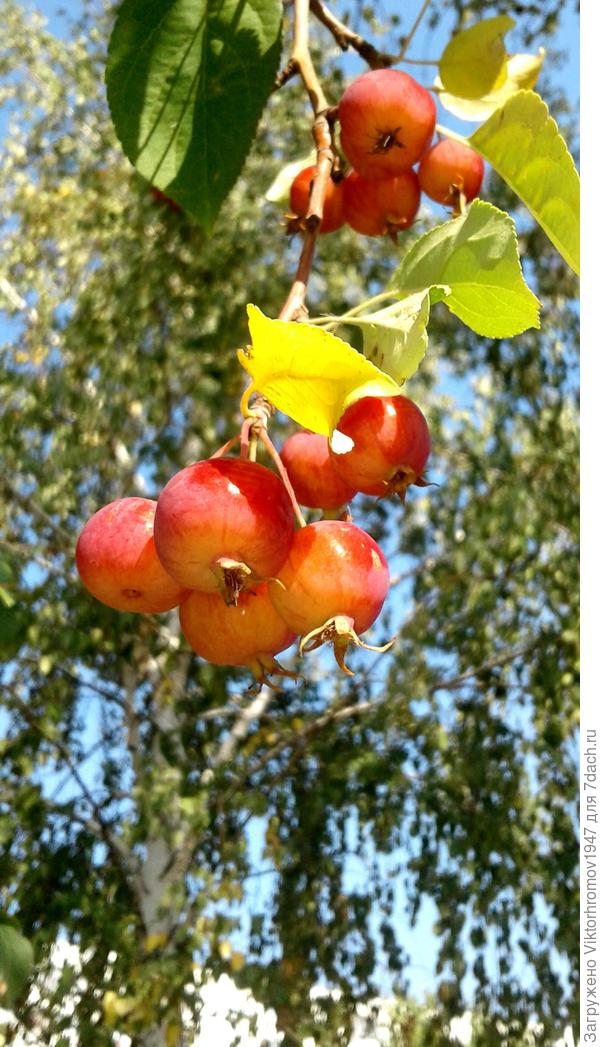 Дикая ранетка созрела