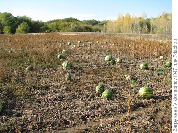 Так растёт самая крупная и сладкая ягода в Оренбуржье...