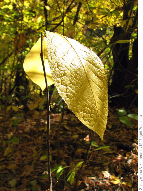 ничего придумывать...