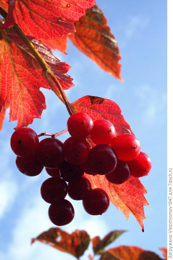 ...Калина красная...