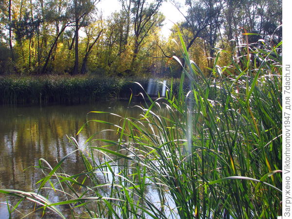 Осенние блики...