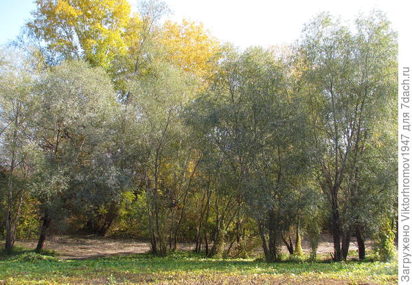 Не тронутый лес...