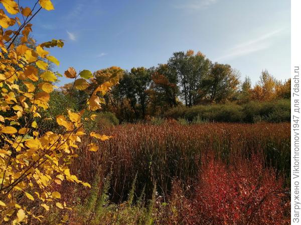 Цветная Осень...