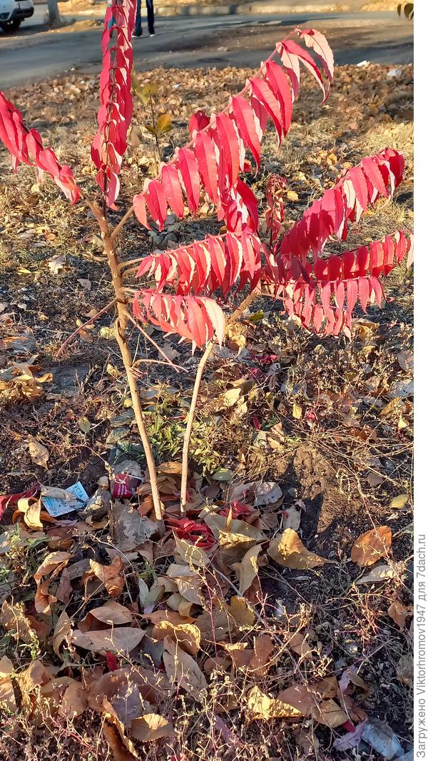 Яркие краски.