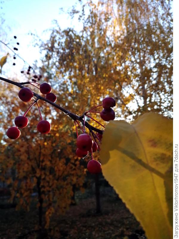 Ранеточки...