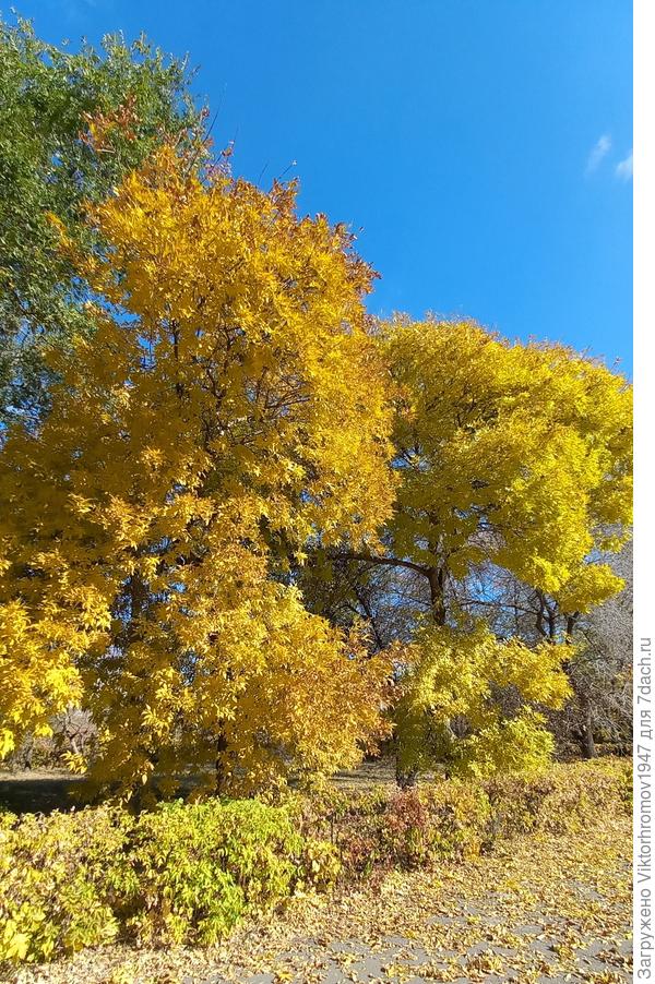 Этож...сколько листвы сбросят?...