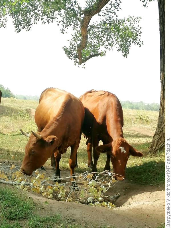 Две подружки