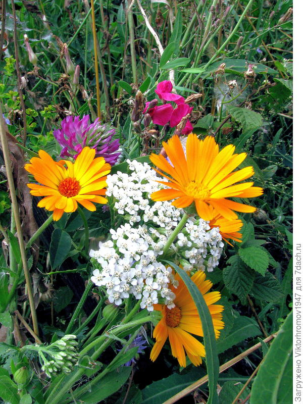 осенний букетик...