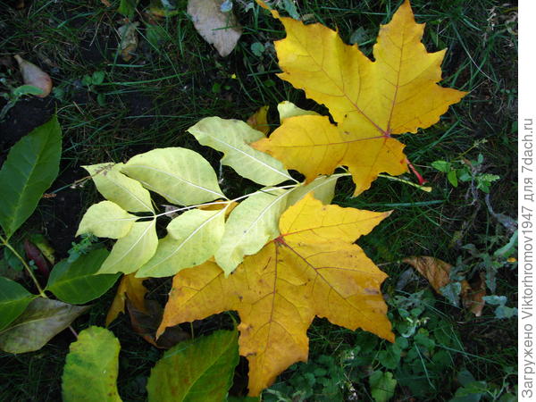 Натуральный натюрморт...