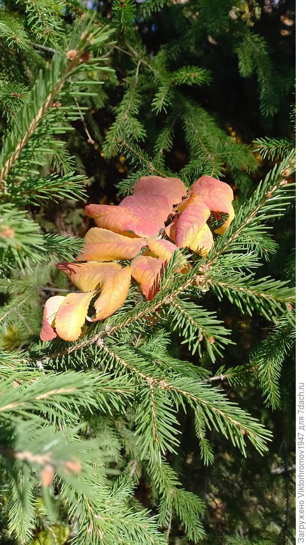 "Задержался у соседки..."