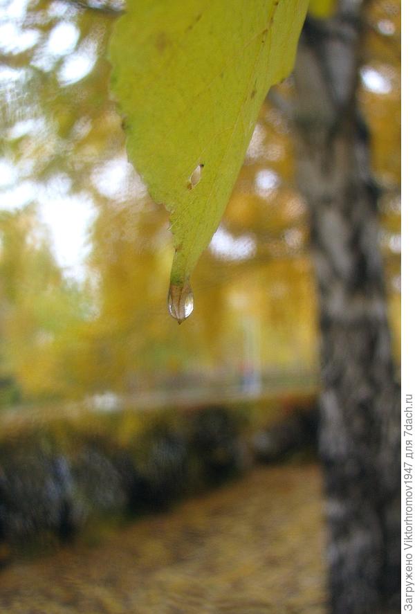 Не плачь берёзка...