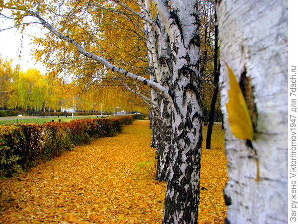 Золотая Осень