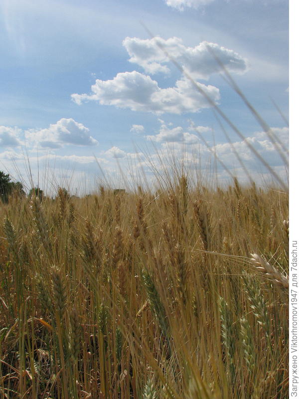 и урожай плохонький...