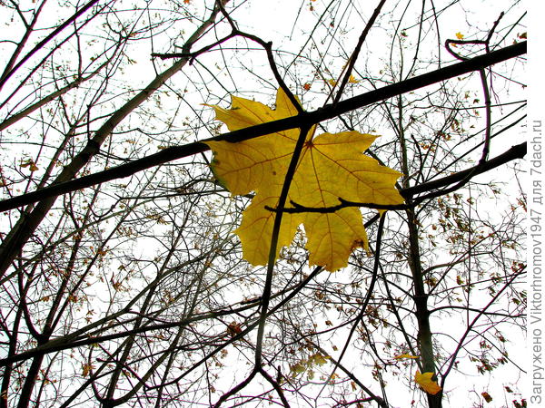 Мудрый кленовый листочек...