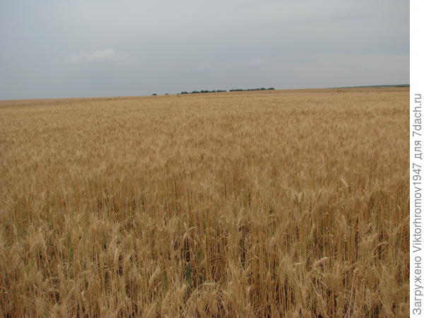 Оренбургские поля