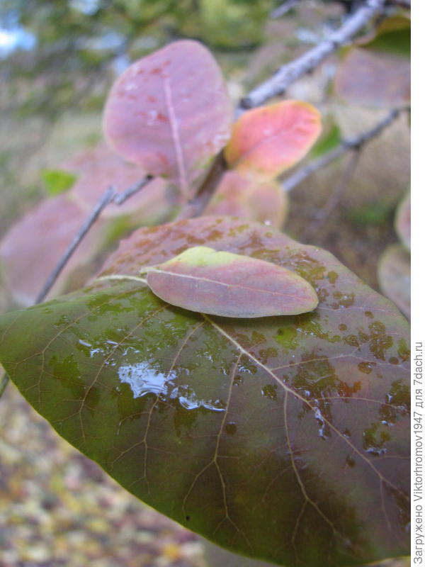 Осенний моросящий дождь