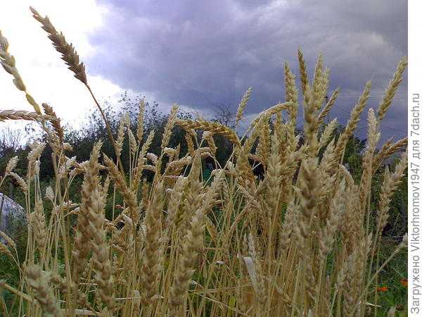 Оренбургский Колос...