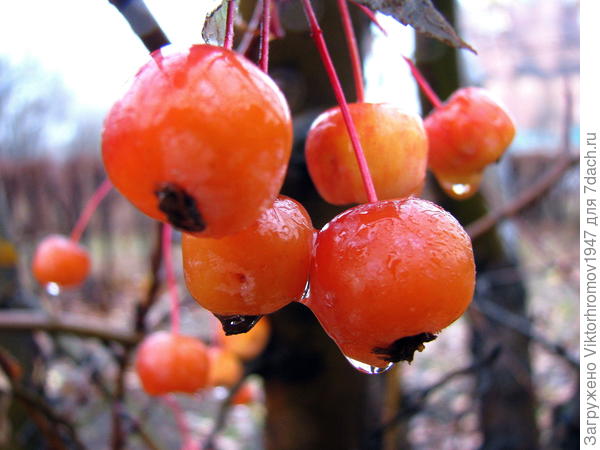Поздние сладости...